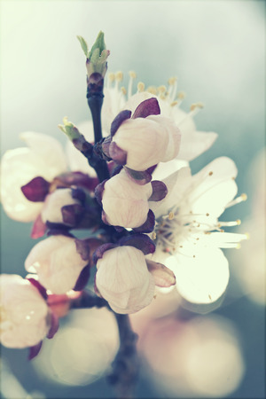 Spring blossomの写真素材