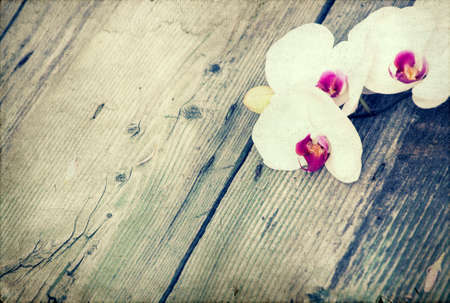 Vintage photo of white orchid on wooden backgroundの写真素材