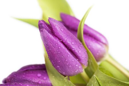 Close up on purple tulips on white backgroundの写真素材
