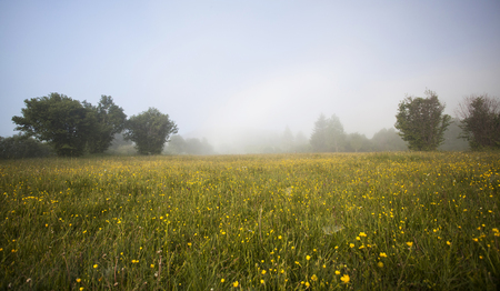 Summer meadow after rain at sunsetの写真素材