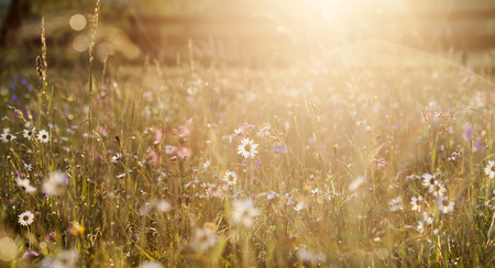 Summer meadow full with daisies after rain at sunsetの写真素材