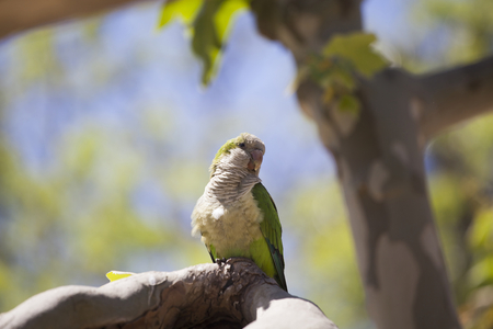 Green Quaker Parrot on a treeの写真素材