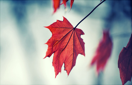 Retro styled background with autumn leaf
