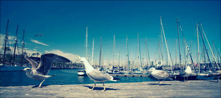 Close up on seagulls in the portの写真素材