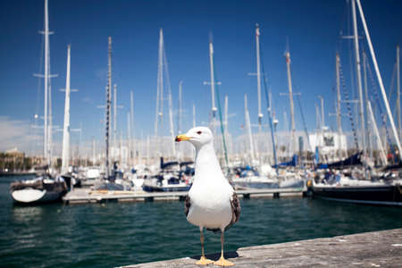 Close up on seagulls in the portの写真素材