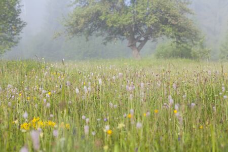 Summer field in the morning fogの写真素材