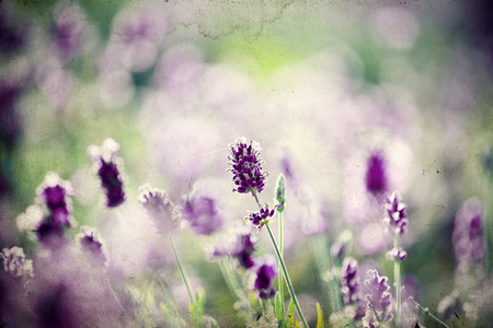 Vintage photo of Lavender in the fieldの写真素材