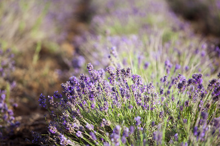 Lavender in the fieldの写真素材