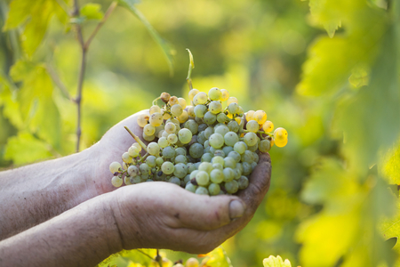 Harvest.Farmers hands with freshly harvested grapes in the sunny vineyardの写真素材