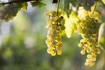 Ripe white grape bunch on the vine in the sunny afternoonの写真素材