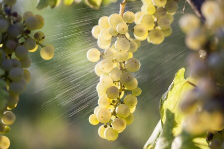 Ripe white grape bunch on the vine in the sunny afternoon