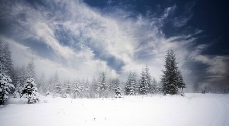 Foggy winter landscape with snow covered pine trees
