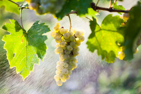 Ripe white grape bunch on the vine in the sunny afternoon