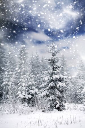 Snow covered pine trees in the mountainsの写真素材