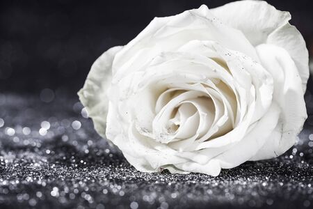 Closeup on white rose on sparkling glitter backgroundの写真素材