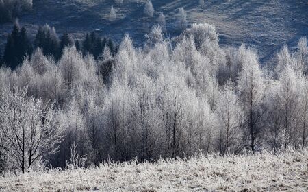 Winter mountain landscape in the Carpathians. Hoar-frost on the treesの写真素材