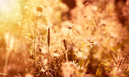 Flowers in the summer meadowのeditorial素材