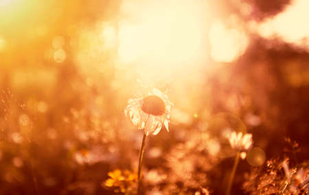 Flowers in the summer meadowの写真素材