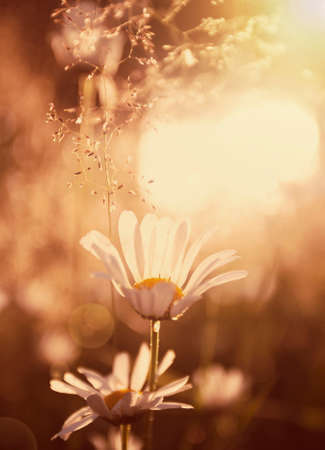 Flowers in the summer meadowの写真素材