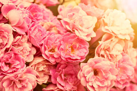 Bouquet of fresh pink roses in the sunsetの写真素材