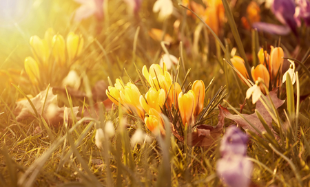 Beautiful crocus flowers in the sunset on alpine meadowの写真素材