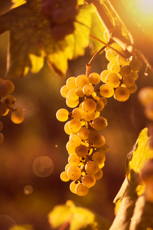 Ripe white grape bunch on the vine in the sunny afternoonの写真素材