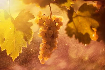 Ripe white grape bunch on the vine in the sunny afternoonの写真素材