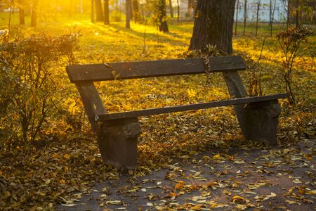 Photo of a bench on a sunny fall day in the parkの写真素材
