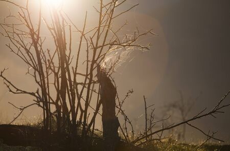 Morning fog in autumn mountainsの写真素材