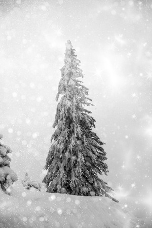 Trees covered with hoarfrost and snow in mountainsの写真素材