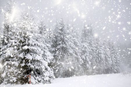 Snow covered pine forest in the mountainsの写真素材