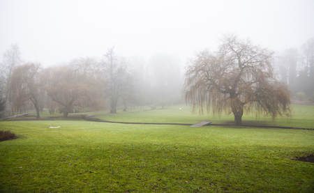 Sunshine through dense fog on a golf courseの写真素材