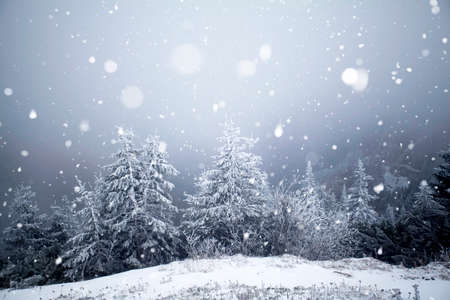 Christmas and New Year background with winter trees in mountains covered with fresh snow - Magic holiday backgroundの写真素材