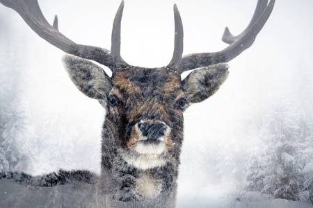 Double exposure of a fallow deer and pine forestの写真素材