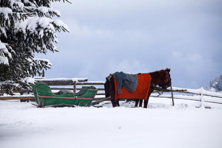 Brown horse in winter landscapeの写真素材