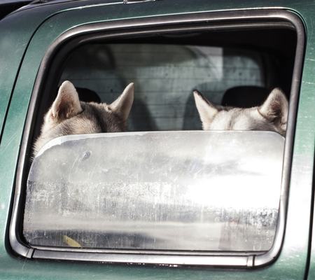 Husky dogs riding in a car after sledge race