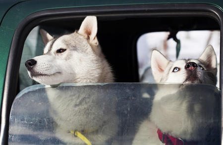 Husky dogs riding in a car after sledge race