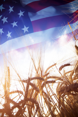 Wheat field in sunny afternoon light, American flag in the backgroun - Nutrition food conceptの写真素材