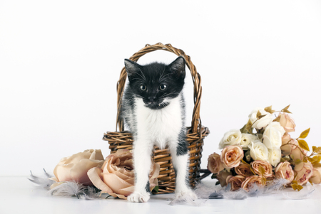 Cute little kitten in basket with flowersの写真素材
