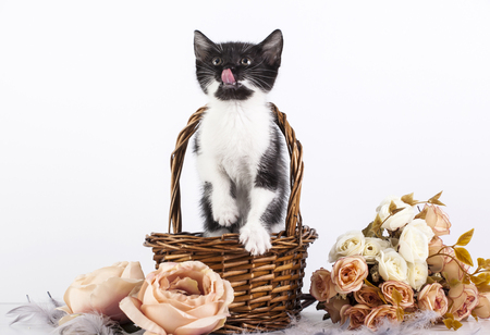 Cute little kitten in basket with flowersの写真素材