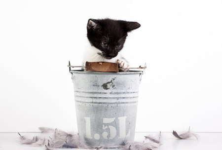 Cute little kitten in old bucketの写真素材