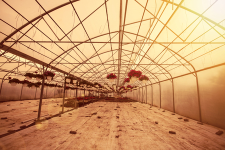 Many colorful flowers in a greenhouse. Production and cultivation flowers.の写真素材