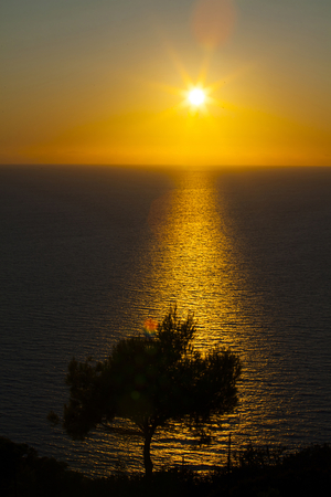 Lonely tree silhouette against the golden sunsetの写真素材