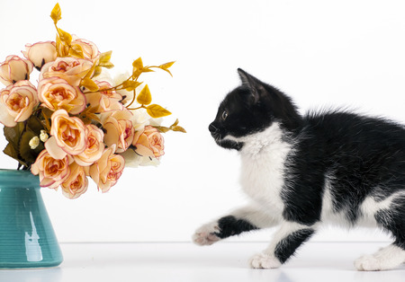 Cute little black and white kitten playing with rose flowersの写真素材