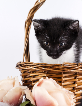 Cute little kitten in basket with flowersの写真素材