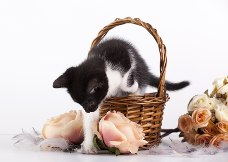 Cute little kitten in basket with flowersの写真素材