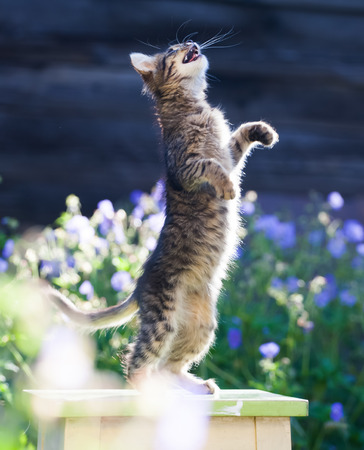 Cute little kitten in the garden, purple flowers in the backgroundの写真素材