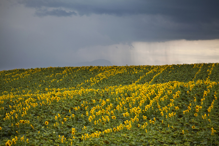 Field of sunflowers by summertime with stormy skyの写真素材