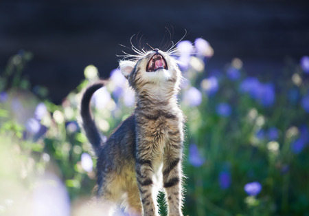 Cute little kitten in the garden, purple flowers in the backgroundの写真素材