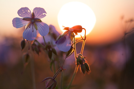 Close up on beautiful summer purple flowers in teh sunsetの写真素材